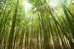 bamboo